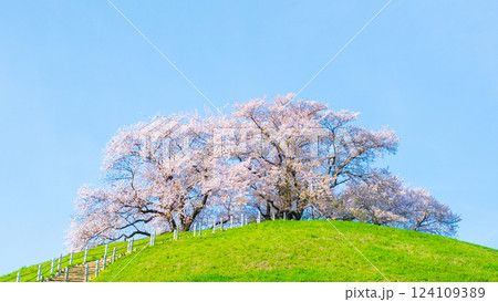 丸墓山古墳の桜（さきたま古墳公園） 124109389