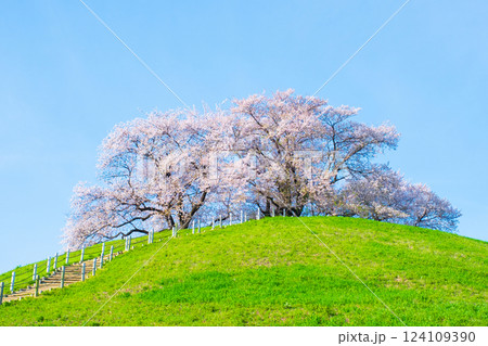 丸墓山古墳の桜（さきたま古墳公園） 124109390