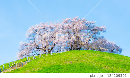 丸墓山古墳の桜（さきたま古墳公園） 124109391
