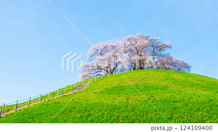 丸墓山古墳の桜(さきたま古墳公園) 丸墓山古墳の桜(さきたま古墳公園) 124109400