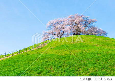 丸墓山古墳の桜（さきたま古墳公園） 124109403