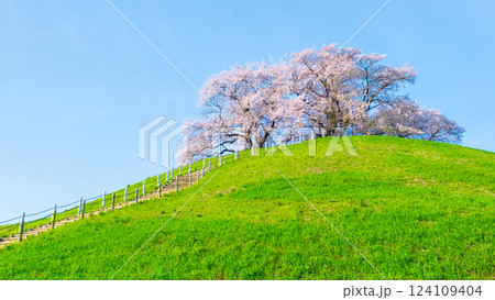 丸墓山古墳の桜（さきたま古墳公園） 124109404
