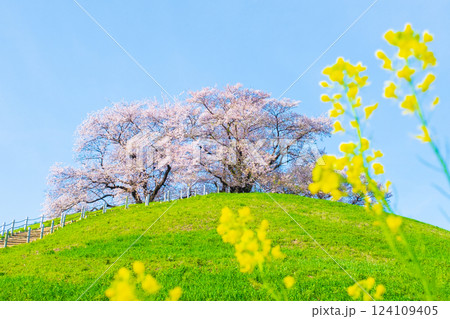 丸墓山古墳の桜(さきたま古墳公園) 丸墓山古墳の桜(さきたま古墳公園) 124109405