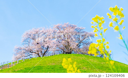 丸墓山古墳の桜（さきたま古墳公園） 124109406