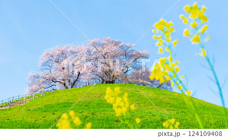 丸墓山古墳の桜（さきたま古墳公園） 124109408