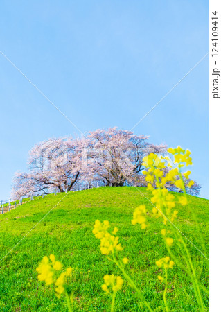 丸墓山古墳の桜(さきたま古墳公園) 丸墓山古墳の桜(さきたま古墳公園) 124109414