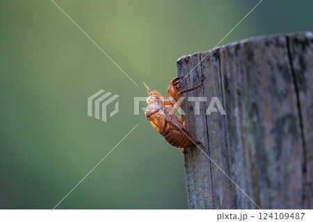 子供の頃の夏休みで誰もが一度は集めた蝉の抜け殻 124109487