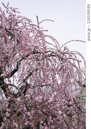 枝垂れ梅　コピースペース 124109589