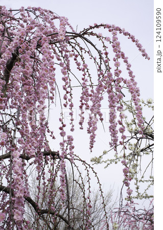 枝垂れ梅　コピースペース 124109590