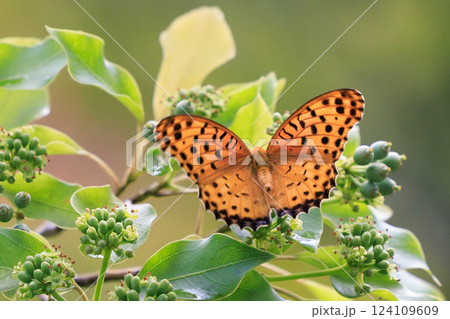 毒蝶のカバマダラに擬態する蝶　ツマグロヒョウモン 124109609