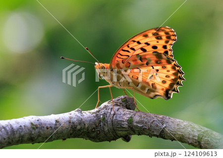 毒蝶のカバマダラに擬態する蝶　ツマグロヒョウモン 124109613