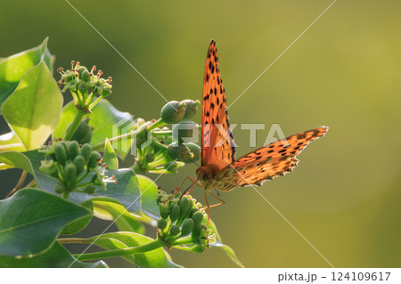 毒蝶のカバマダラに擬態する蝶　ツマグロヒョウモン 124109617