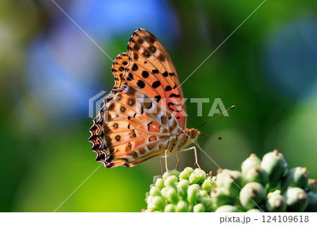 毒蝶のカバマダラに擬態する蝶　ツマグロヒョウモン 124109618