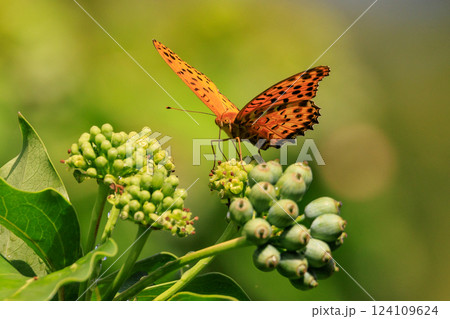 毒蝶のカバマダラに擬態する蝶 ツマグロヒョウモン 毒蝶のカバマダラに擬態する蝶 ツマグロヒョウモン 124109624