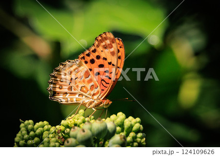 毒蝶のカバマダラに擬態する蝶 ツマグロヒョウモン 毒蝶のカバマダラに擬態する蝶 ツマグロヒョウモン 124109626