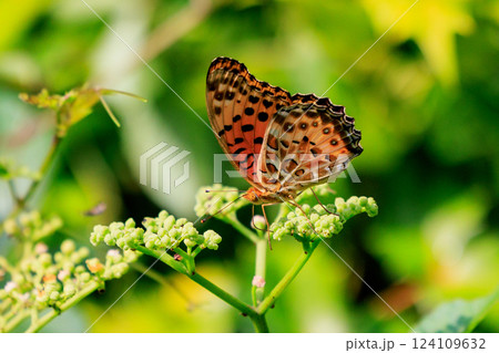 毒蝶のカバマダラに擬態する蝶　ツマグロヒョウモン 124109632