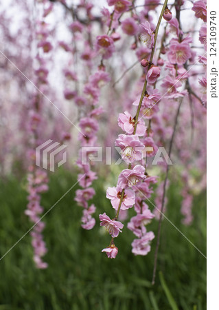 枝垂れ梅 縦位置 枝垂れ梅 縦位置 124109740