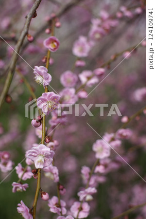 枝垂れ梅　縦位置 124109741