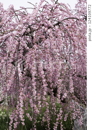 枝垂れ梅　縦位置 124109772