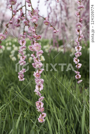 枝垂れ梅　縦位置 124109774