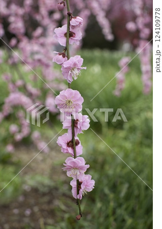 枝垂れ梅　縦位置 124109778