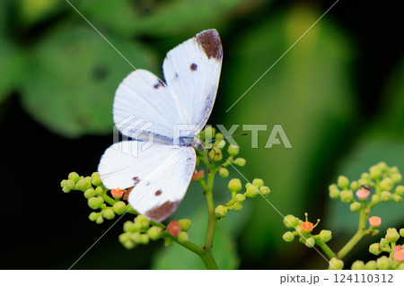 ひらひらと舞う白い妖精　モンシロチョウ 124110312