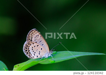 小型で綺麗だけれど繁殖適応力の高さから発見頻度の高い蝶　ヤマトシジミ 124110342