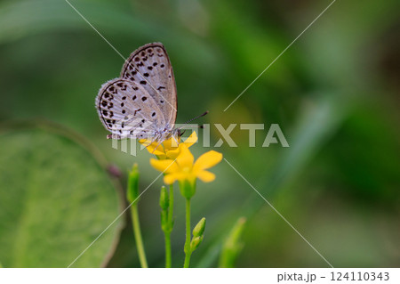 小型で綺麗だけれど繁殖適応力の高さから発見頻度の高い蝶　ヤマトシジミ 124110343