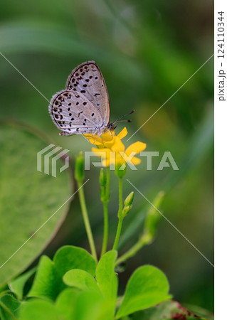 小型で綺麗だけれど繁殖適応力の高さから発見頻度の高い蝶　ヤマトシジミ 124110344