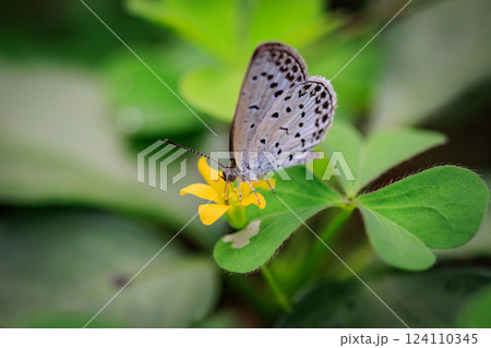 小型で綺麗だけれど繁殖適応力の高さから発見頻度の高い蝶　ヤマトシジミ 124110345