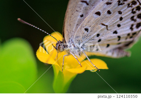 小型で綺麗だけれど繁殖適応力の高さから発見頻度の高い蝶　ヤマトシジミ 124110350