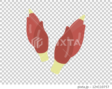 ミョウガのアイコンのイラスト 124110757