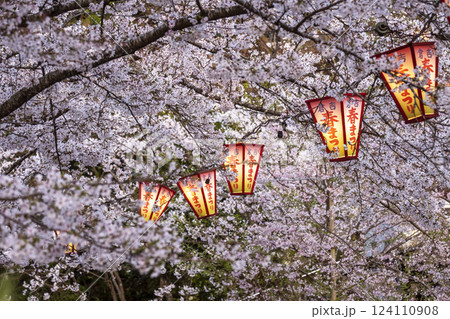 夜桜　打吹公園 124110908