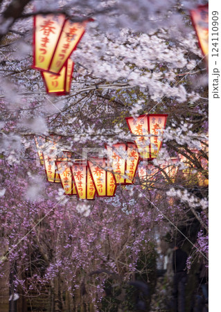 夜桜　打吹公園 124110909