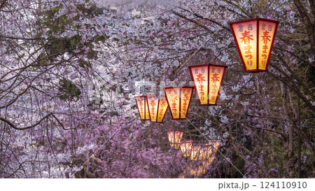 夜桜　打吹公園 124110910