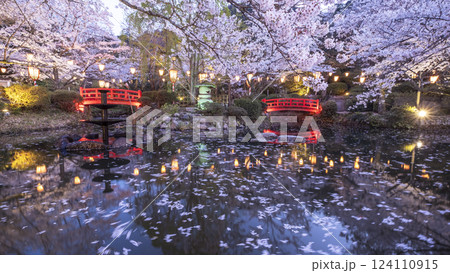 夜桜　打吹公園 124110915