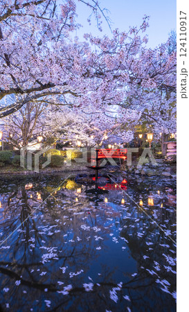 夜桜　打吹公園 124110917