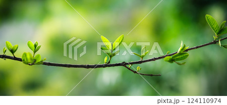 Fresh green leaves on a branch in spring sunlight 124110974