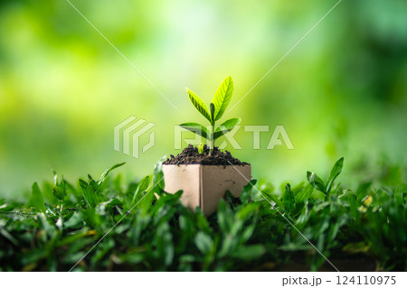Green plant in a pot growing in a garden with grass and leaves 124110975