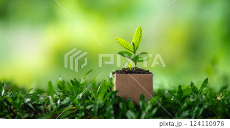Green plant in a pot growing in a garden with grass and leaves 124110976