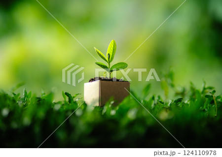 Green plant in a pot growing in a garden with grass and leaves Green plant in a pot growing in a garden with grass and leaves 124110978