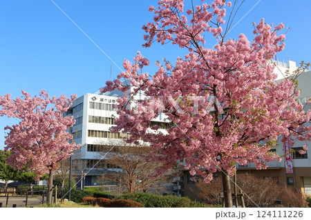 河津桜　カワヅザクラ　鎌ケ谷市役所に隣接する新鎌ケ谷二丁目公園 124111226