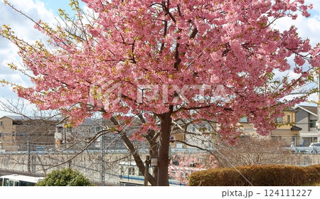 河津桜　カワヅザクラ　鎌ケ谷市役所に隣接する新鎌ケ谷二丁目公園 124111227