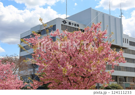 河津桜 カワヅザクラ 鎌ケ谷市役所に隣接する新鎌ケ谷二丁目公園 河津桜 カワヅザクラ 鎌ケ谷市役所に隣接する新鎌ケ谷二丁目公園 124111233