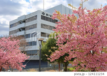 河津桜 カワヅザクラ 鎌ケ谷市役所に隣接する新鎌ケ谷二丁目公園 河津桜 カワヅザクラ 鎌ケ谷市役所に隣接する新鎌ケ谷二丁目公園 124111234
