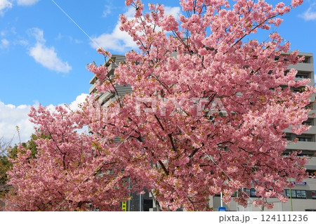 河津桜 カワヅザクラ 鎌ケ谷市役所に隣接する新鎌ケ谷二丁目公園 河津桜 カワヅザクラ 鎌ケ谷市役所に隣接する新鎌ケ谷二丁目公園 124111236