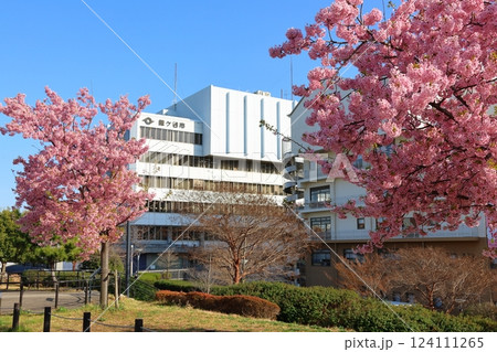 河津桜 カワヅザクラ 鎌ケ谷市役所に隣接する新鎌ケ谷二丁目公園 河津桜 カワヅザクラ 鎌ケ谷市役所に隣接する新鎌ケ谷二丁目公園 124111265