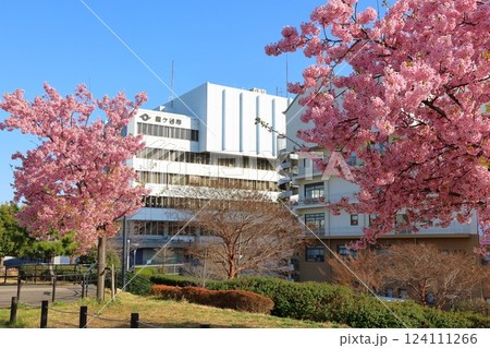 河津桜　カワヅザクラ　鎌ケ谷市役所に隣接する新鎌ケ谷二丁目公園 124111266