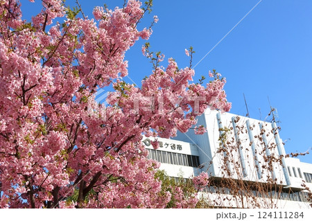 河津桜　カワヅザクラ　鎌ケ谷市役所に隣接する新鎌ケ谷二丁目公園 124111284