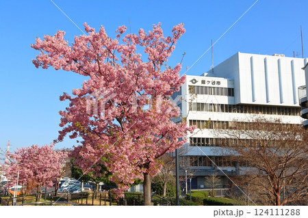河津桜 カワヅザクラ 鎌ケ谷市役所に隣接する新鎌ケ谷二丁目公園 河津桜 カワヅザクラ 鎌ケ谷市役所に隣接する新鎌ケ谷二丁目公園 124111288